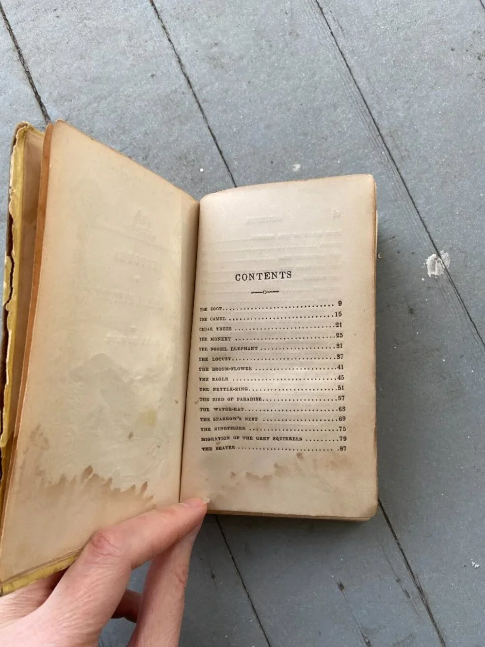 Antique 1847 Mary Howitt Sketches of Natural History Victorian Illustrated Book